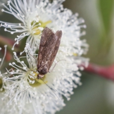 Lepidoptera unclassified ADULT moth (Unidentified - Moth) at The Pinnacle - 7 Apr 2020 by AlisonMilton