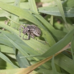 Naupactus leucoloma (White-fringed weevil) at Hawker, ACT - 7 Apr 2020 by AlisonMilton