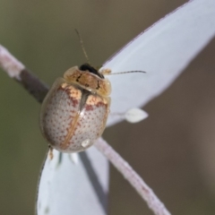 Paropsisterna m-fuscum (Eucalyptus Leaf Beetle) at Scullin, ACT - 4 Apr 2020 by AlisonMilton