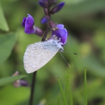 Zizina otis (Common Grass-Blue) at Higgins, ACT - 4 Apr 2020 by AlisonMilton