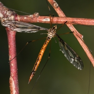 Ptilogyna sp. (genus) at Dunlop, ACT - 25 Mar 2013