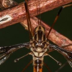 Ptilogyna sp. (genus) at Dunlop, ACT - 25 Mar 2013