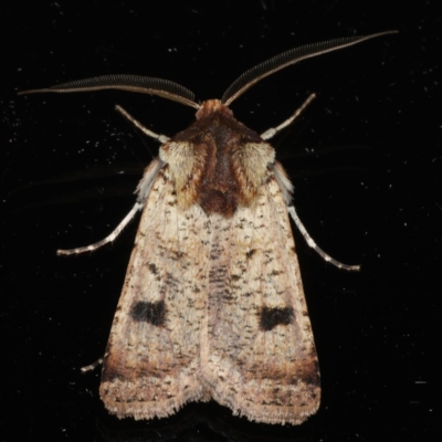 Agrotis porphyricollis (Variable Cutworm) at Ainslie, ACT - 18 Apr 2020 by jb2602