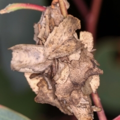 Hyalarcta huebneri (Leafy Case Moth) at Dunlop, ACT - 25 Mar 2013 by Bron