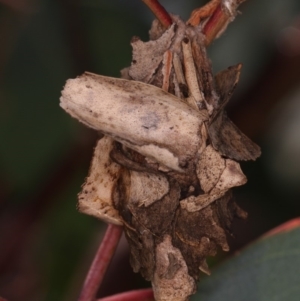 Hyalarcta huebneri at Dunlop, ACT - 25 Mar 2013