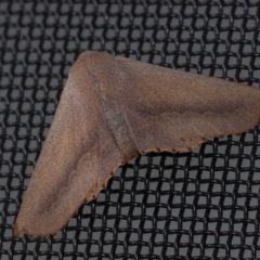 Monoctenia smerintharia (Dark Leaf Moth) at Higgins, ACT - 1 Apr 2020 by AlisonMilton