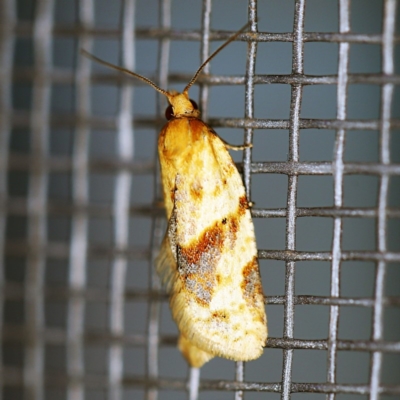 Merophyas divulsana (Lucerne Leafroller (Tortricinae, Archipini) at O'Connor, ACT - 16 Apr 2020 by ibaird