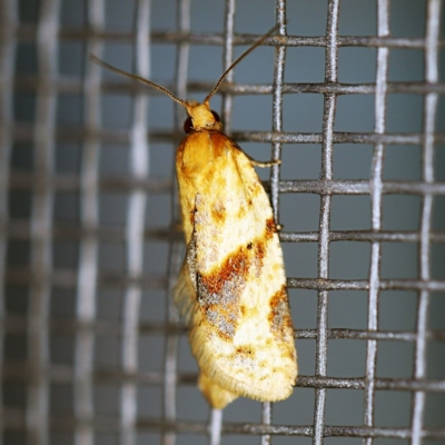 Merophyas divulsana (Lucerne Leafroller) at O'Connor, ACT - 16 Apr 2020 by ibaird