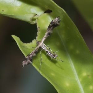 Sphenarches anisodactylus at Higgins, ACT - 21 Mar 2020