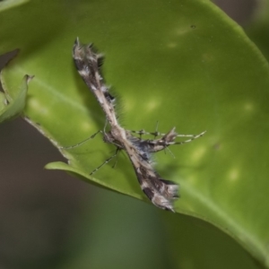 Sphenarches anisodactylus at Higgins, ACT - 21 Mar 2020