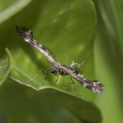 Sphenarches anisodactylus at Higgins, ACT - 21 Mar 2020