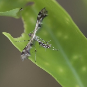 Sphenarches anisodactylus at Higgins, ACT - 21 Mar 2020