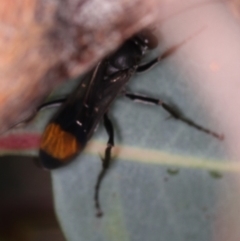 Calopompilus sp. (genus) at Dunlop, ACT - 25 Mar 2013