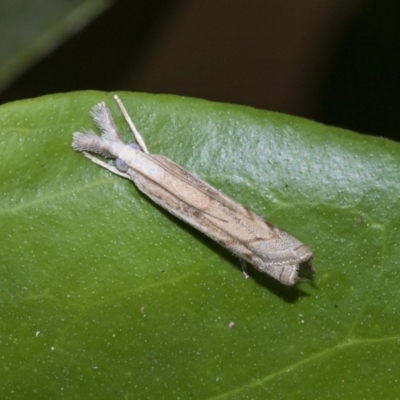 Culladia cuneiferellus (Crambinae moth) at Higgins, ACT - 21 Mar 2020 by AlisonMilton