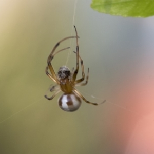 Deliochus sp. (genus) at Higgins, ACT - 1 Apr 2020