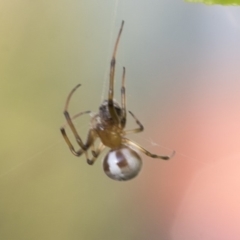 Deliochus sp. (genus) at Higgins, ACT - 1 Apr 2020