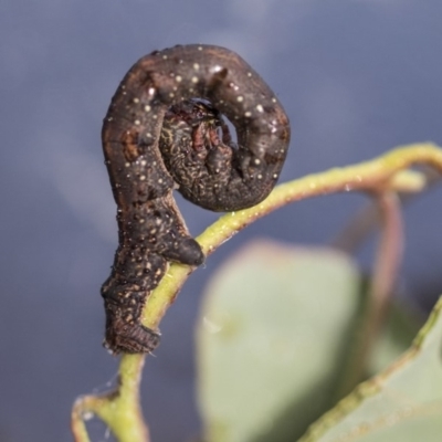Geometridae (family) IMMATURE at Higgins, ACT - 12 Apr 2020 by AlisonMilton