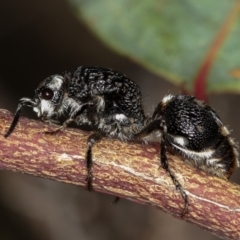 Bothriomutilla rugicollis at West Belconnen Pond - 25 Mar 2013