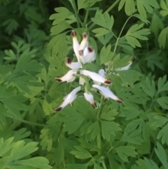 Fumaria sp. (Fumitory) at Mount Ainslie - 19 Apr 2020 by JaneR