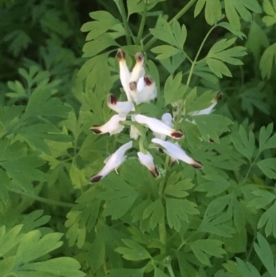 Fumaria sp. (Fumitory) at Ainslie, ACT - 19 Apr 2020 by JaneR