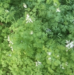 Fumaria sp. at Ainslie, ACT - 19 Apr 2020