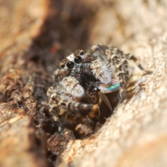 Clynotis severus (Stern Jumping Spider) at Aranda Bushland - 19 Apr 2020 by Harrisi