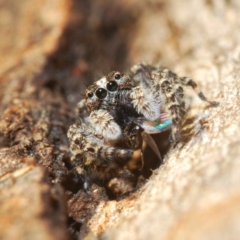 Clynotis severus (Stern Jumping Spider) at Dunlop, ACT - 19 Apr 2020 by Harrisi