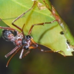 Myrmecia nigriceps (Black-headed bull ant) at Dunlop, ACT - 19 Apr 2020 by Harrisi