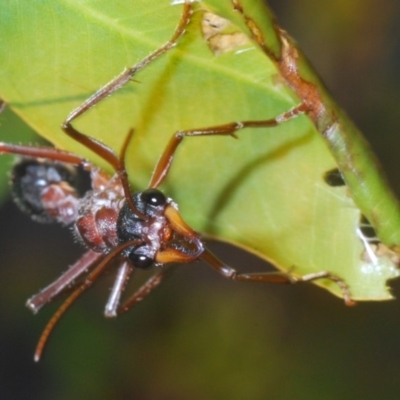 Myrmecia nigriceps (Black-headed bull ant) at Aranda Bushland - 19 Apr 2020 by Harrisi