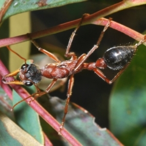 Myrmecia nigriceps at Dunlop, ACT - 19 Apr 2020