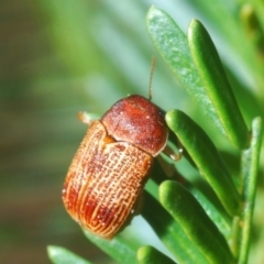 Cadmus sp. (genus) (Unidentified Cadmus leaf beetle) at Aranda Bushland - 19 Apr 2020 by Harrisi