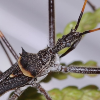 Pnirsus cinctipes (Leg-banded assassin bug) at Evatt, ACT - 29 Oct 2015 by TimL
