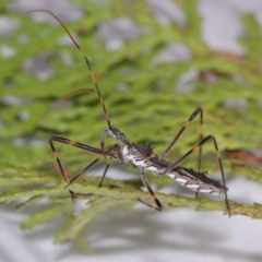 Pnirsus cinctipes at Evatt, ACT - 29 Oct 2015 03:54 PM