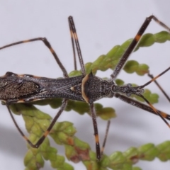 Pnirsus cinctipes at Evatt, ACT - 29 Oct 2015 03:54 PM