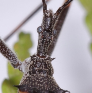 Pnirsus cinctipes at Evatt, ACT - 29 Oct 2015 03:54 PM