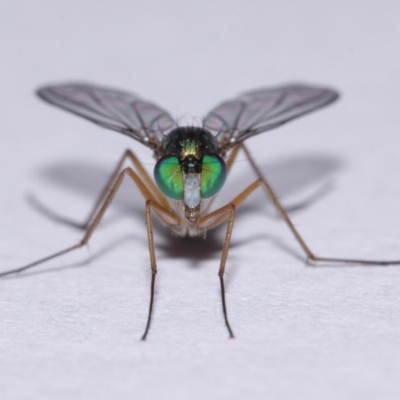 Austrosciapus sp. (genus) (Long-legged fly) at Evatt, ACT - 9 Nov 2015 by TimL