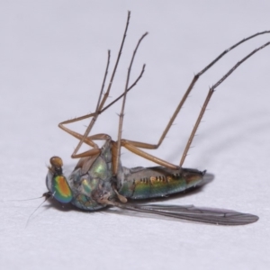 Austrosciapus sp. (genus) at Evatt, ACT - 9 Nov 2015