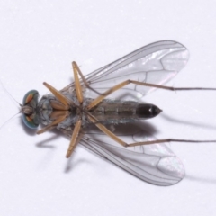 Austrosciapus sp. (genus) at Evatt, ACT - 9 Nov 2015