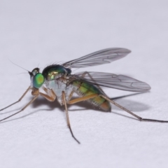 Austrosciapus sp. (genus) at Evatt, ACT - 9 Nov 2015