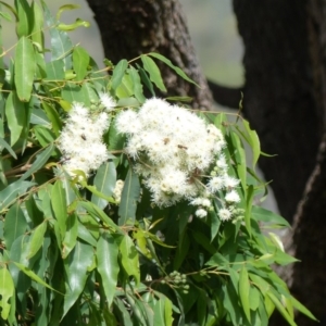 Angophora floribunda at Black Range, NSW - 13 Apr 2020