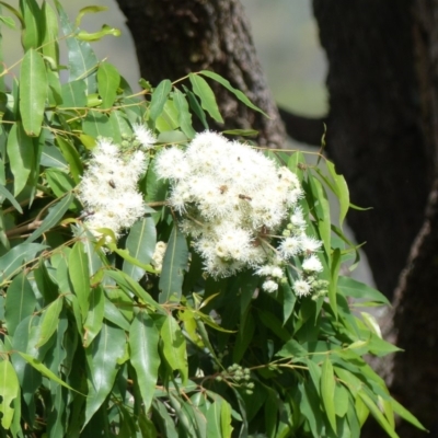 Angophora floribunda (Apple, Rough-barked Apple) at Black Range, NSW - 13 Apr 2020 by MatthewHiggins