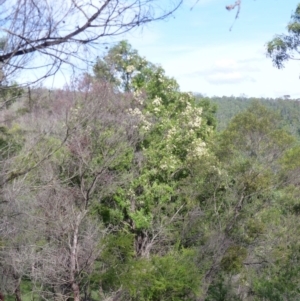 Angophora floribunda at Black Range, NSW - 13 Apr 2020