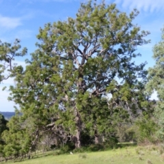 Angophora floribunda (Apple, Rough-barked Apple) at Black Range, NSW - 13 Apr 2020 by MatthewHiggins