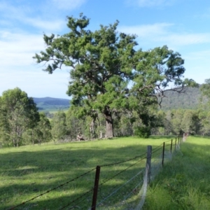 Angophora floribunda at Black Range, NSW - 13 Apr 2020