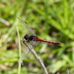 Diplacodes melanopsis at Black Range, NSW - 13 Apr 2020