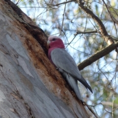 Eolophus roseicapilla (Galah) at Black Range, NSW - 13 Apr 2020 by MatthewHiggins