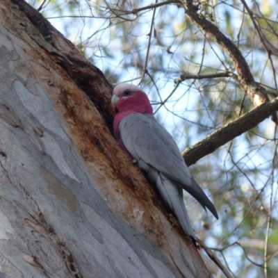 Eolophus roseicapilla (Galah) at Black Range, NSW - 13 Apr 2020 by MatthewHiggins