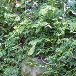 Adiantum aethiopicum at Black Range, NSW - suppressed