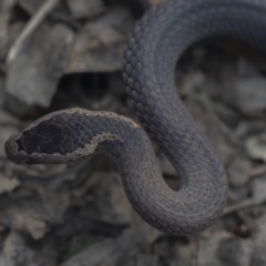 Cacophis squamulosus (Golden-crowned Snake) at Tanja, NSW - 17 Apr 2020 by HarrisonWarne