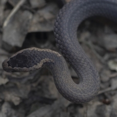Cacophis squamulosus (Golden-crowned Snake) at Mimosa Rocks National Park - 17 Apr 2020 by HarrisonWarne